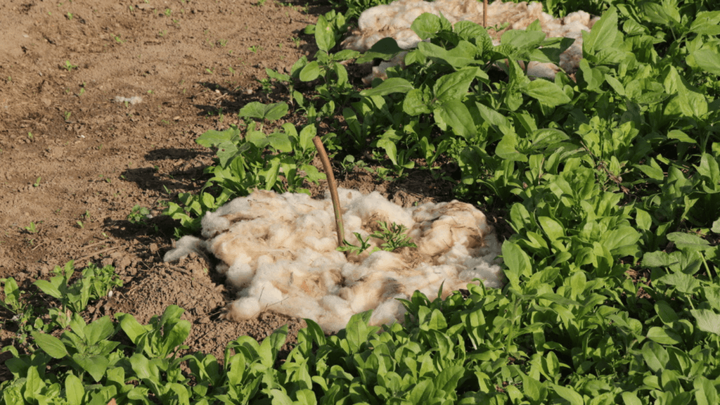 Schafwolle im Garten