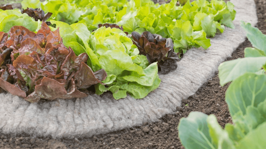 Schafwolle gegen Schnecken – Bild mit Schafwolle rund um den Salat 